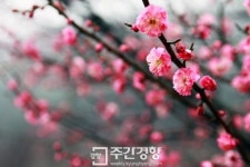 [길에서 만난 사람]꽃 피는 남녘, 매화향 그윽한 순천으로