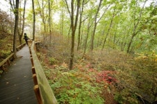 [길에서 만난 사람]자작나무숲에 가을이 성큼