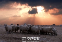 [렌즈로 본 세상]양의 해, ‘순한’ 한해가 되기를