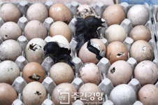 [렌즈로 본 세상]알 깨고 나오는 천연기념물 ‘오계’