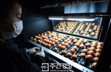 [표지 이야기]사육시스템 악조건을 외면한 ‘호된 대가’