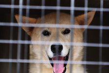 [법률 프리즘]개 도살은 동물보호법에 적용 받을 수 없나