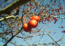 [허브에세이]가까이 있는 소화 한약재  ‘산사, 신국, 맥아’