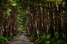 보기만 해도 힐링되는 ‘국가대표’ 숲길들