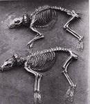 외교 선물이 애물단지로…코끼리 유배사건의 전모[이기환의 Hi-story](86)