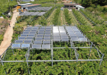냉해 막고 수익 높이고 ‘1석2조’ 영농형 태양광[기고]