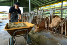 전남 장흥 풀로만목장 - 목장의 여름나기[정태겸의 풍경](52)