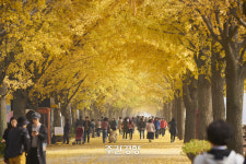 충남 아산 곡교천 - 노랗게 물든 행복의 길[정태겸의 풍경](57)