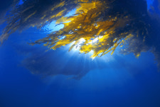 부산 기장군-겨울바다 속 색의 향연, 미역[박수현의 바닷속 풍경](63)