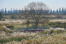 경기 평택 원평나루-가을은 억새를 흔들며 온다[정태겸의 풍경](99)