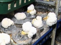 [경북] 한-터키 수출농업 세미나 개최