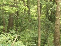 [울산] 울산 18곳에서 반딧불이 서식