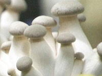 버섯 완전 국산화 멀지 않았다