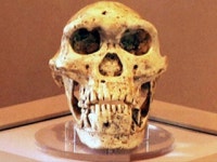 현 인류, 한 종의 후손일 수 있어