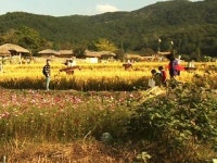 가을 정취 담뿍한 외암민속마을