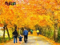 [미공개 영상] 서울시 단풍길 81곳, 가을 낭만 느끼고 싶다면 이곳으로
