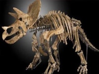 30억 원 공룡 캐낸 농부 왜 우리나라에선 발자국만 남기고...