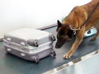 내가 대한민국 최고의 탐지견이다