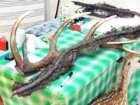 효도관광 미끼로 녹용 건강보조식품 사기