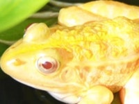 3만 분의 1 확률 황금개구리 국내에서 발견