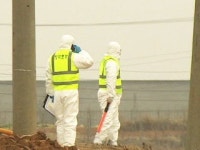 부안 AI 발병...고병원성 여부 확인 안 돼