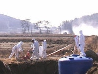 화성 종계장 AI 판명...고병원성 검사 중