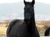 말 타고 입학식...말 산업 전문 인력이 꿈