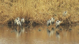 [울산] 태화강 생태자원 관광자원으로 활용