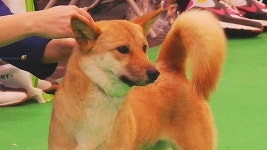 진돗개, 세계 명견 대회서 우수성 입증