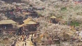 따뜻한 봄날...매화향 가득한 봄꽃 축제