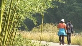 [울산] 울산 시목에 대나무...시화 장미, 시조 백로