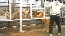 100억대 불법 매출...동물 거래 구멍