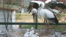 천연기념물 황새 60마리 예산황새공원 이전