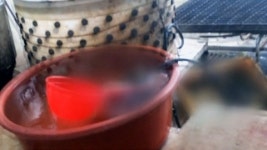 불법 도축 현장에 파리가 득실!