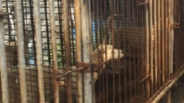 불법 도축 현장에 파리가 득실!