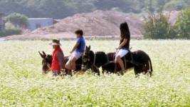 온통 하얀 소금꽃밭...가을정취 만끽