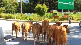 강원 횡성 목장서 소 떼 탈출 소동