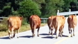 목장에서 소떼 탈출 소동