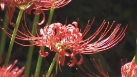 [영상] 고창 선운사에 꽃무릇 물결