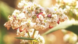 마치 서리가 내린 듯...하얀 메밀꽃 장관