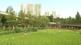 [서울] 영등포구, 불모지 활용해 녹지공간 확보