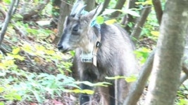 멸종 위기종 산양 보호 사각