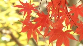 추억의 유원지 송추계곡 단풍 명소로