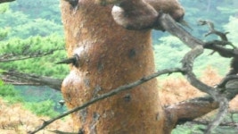경북 울진 금강송 수백 그루 고사