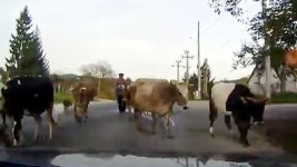 [SNS 세상] 도로 점령한 소 떼…지나갈 수가 없네