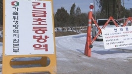 충북 진천에서 돼지 구제역 발생