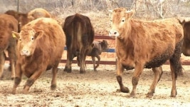 구제역 창궐…동물복지형 축산이 희망이다!
