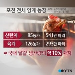 [한컷뉴스] 포천 AI 확진 전국 달걀 10%가…