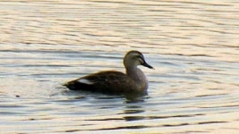 [경기] 수원 야생조류에서 AI 검출...긴급 방역