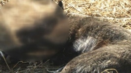 개 떼 습격...가축농장 쑥대밭